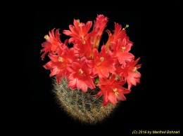 Matucana haynei 912